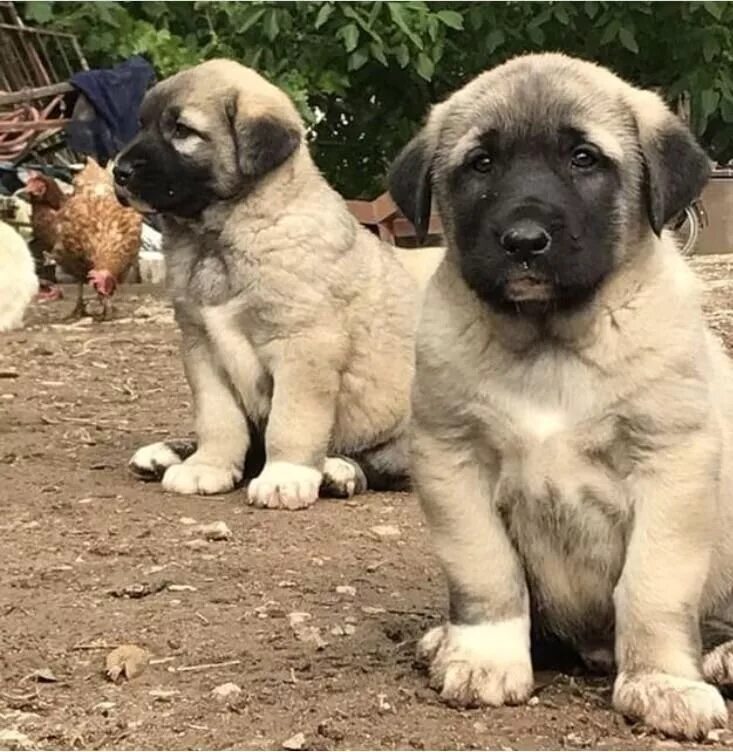 Кангал собака щенки фото Kangal dog, Puppy dog images, Dog breeds