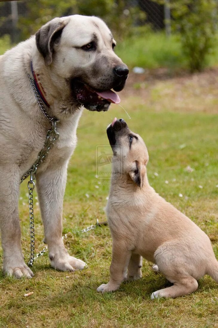 Кангал собака щенки фото querendo um carinho da Mamãe! Kangal dog, Big dog breeds, Alabai dog