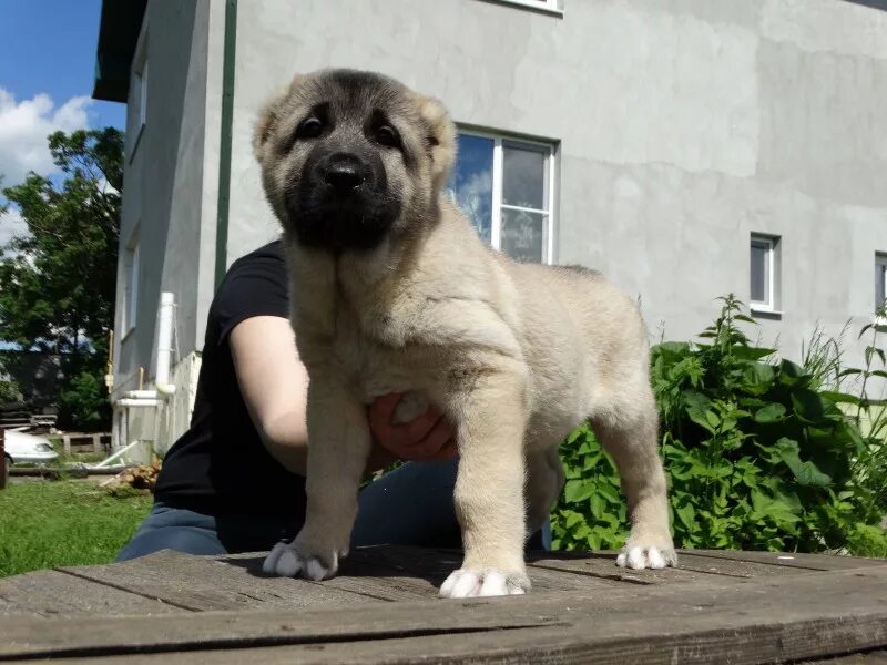 Кангал собака щенки фото ПОМЕТ А-2017 РКФ (КАНГАЛ) - КАНГАЛ (KANGAL ÇÖBAN KÖPEĞI) - Питомник среднеазиатс