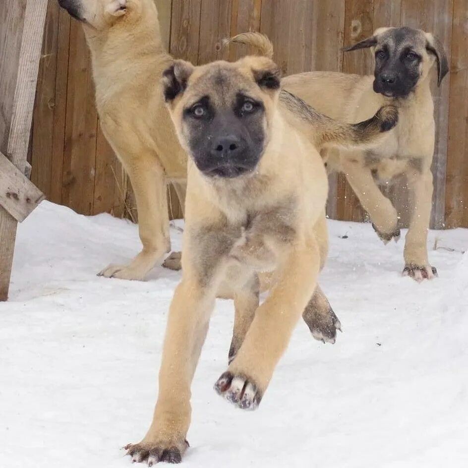 Кангал собака щенки фото ПОМЕТ О-2019 РКФ (КАНГАЛ) - КАНГАЛ (KANGAL ÇÖBAN KÖPEĞI) - Питомник среднеазиатс