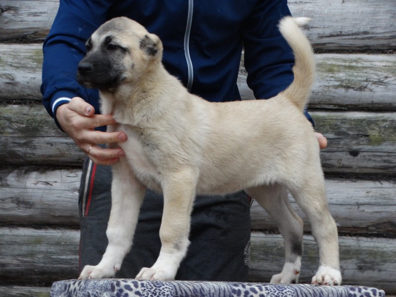 Кангал собака щенки фото ПОМЕТ О-2018 РКФ (КАНГАЛ) - КАНГАЛ (KANGAL ÇÖBAN KÖPEĞI) - Питомник среднеазиатс