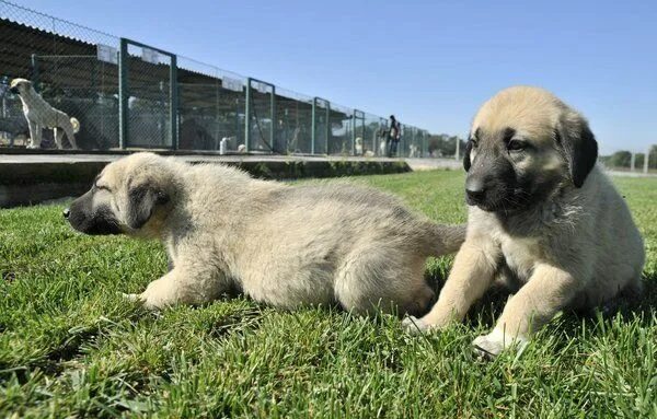Кангал собака щенки фото Kangal köpekleri, sınır karakollarında görev alacak - Galeri - Yaşam, 2020 Köpek