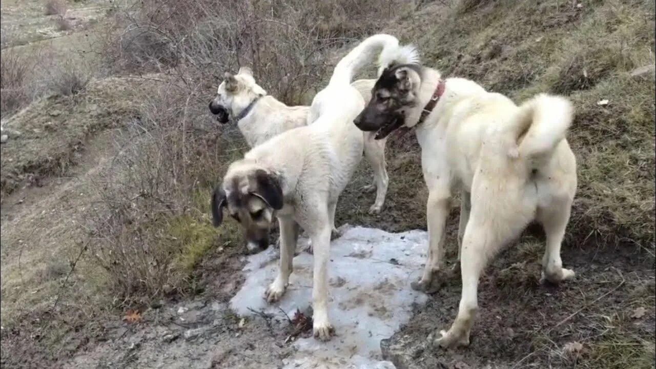Кангал в россии фото SIRTLAN ZEYNO DAHA NELER GÖSTERECEK SİZLERLE. - YouTube
