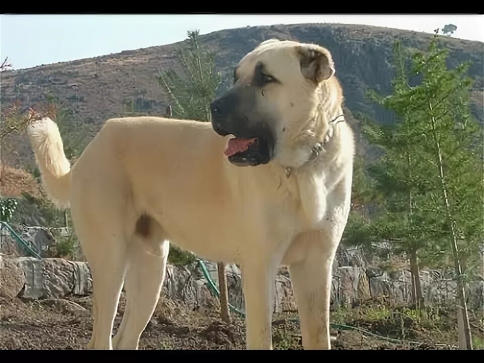 Кангал в россии фото Neden mi Kangal Sürü Köpeğidir İzle Gör - YouTube