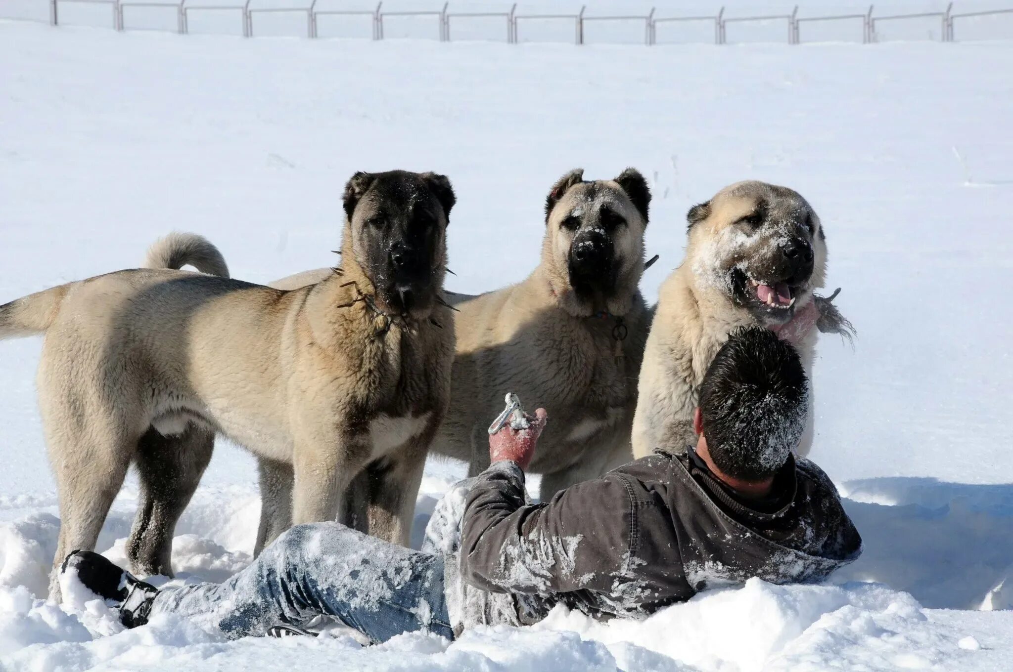 Кангал в россии фото Kangal köpekleri, sınır karakollarında görev alacak - Galeri - Yaşam