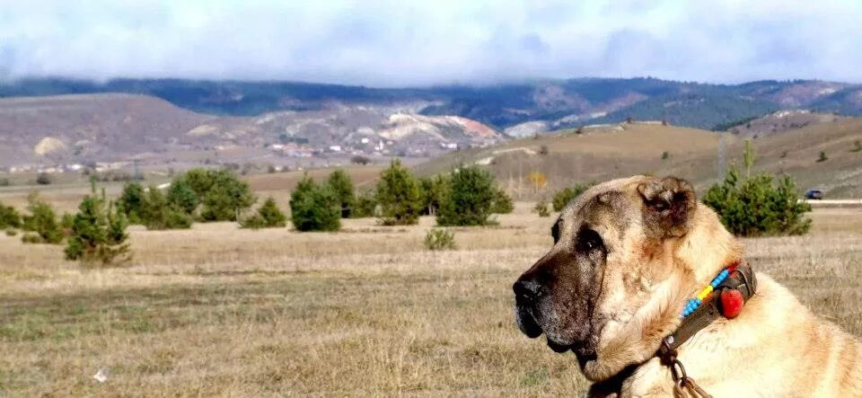 Кангал в россии фото Anadolu Köpekleri: sivas kangal akbaş