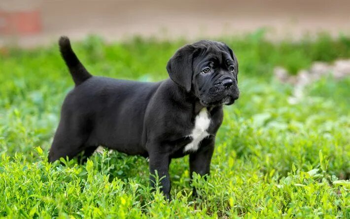 Каникорс щенок фото Download wallpapers Cane Corso, grass, puppy, cute animals, dogs for desktop fre