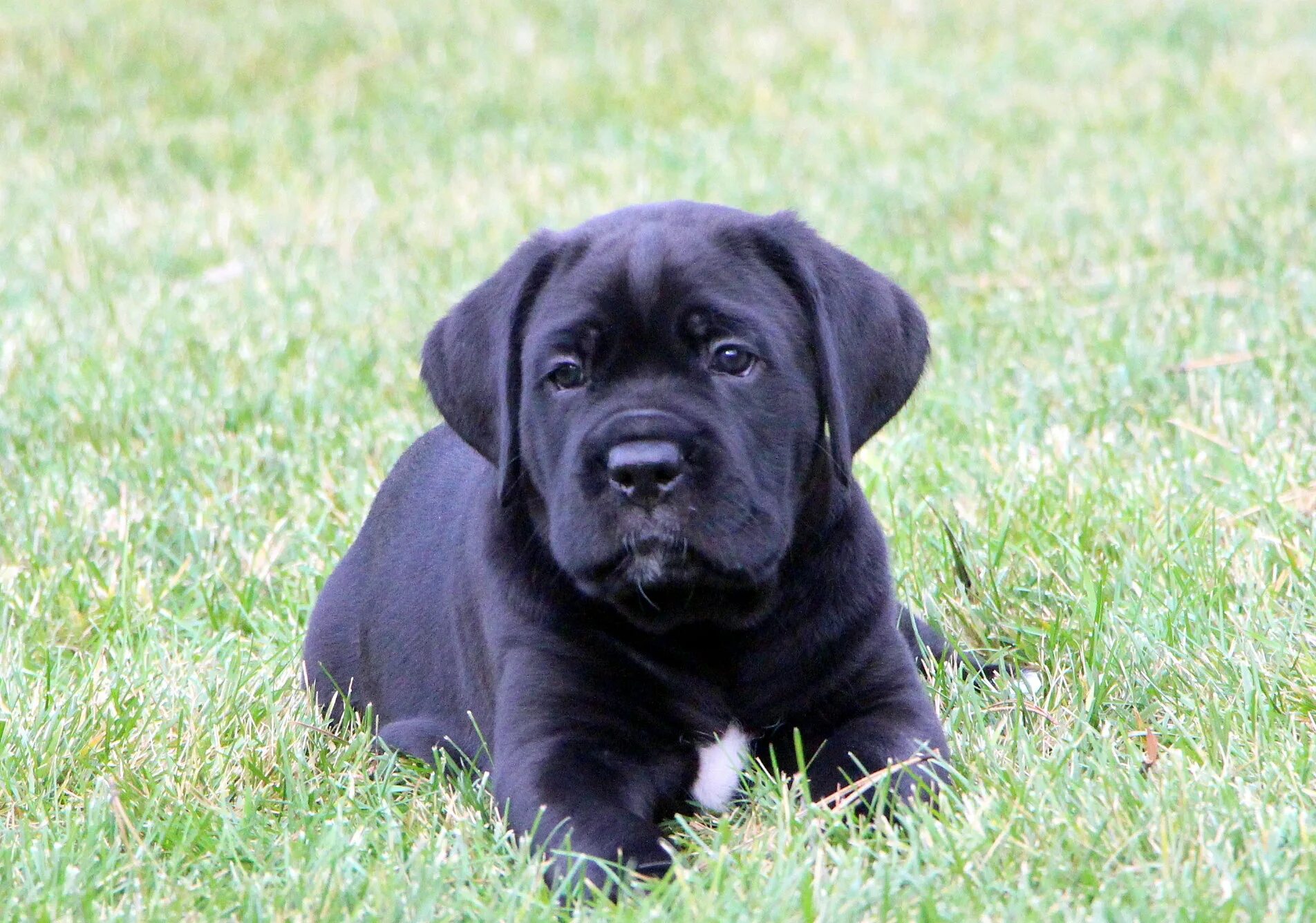Каникорс щенок фото Black Cane Corso Puppies - #GolfClub