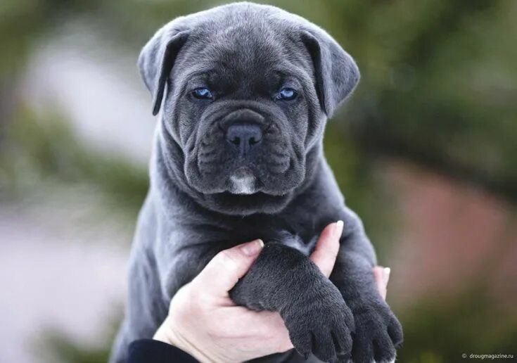 Каникорс щенок фото кане корсо - Google Search
