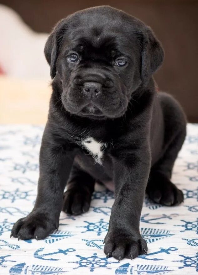 Каникорс щенок фото Pin by Rhonda Comer on Cute dogs Cute bulldog puppies, Cute dogs and puppies, Bu