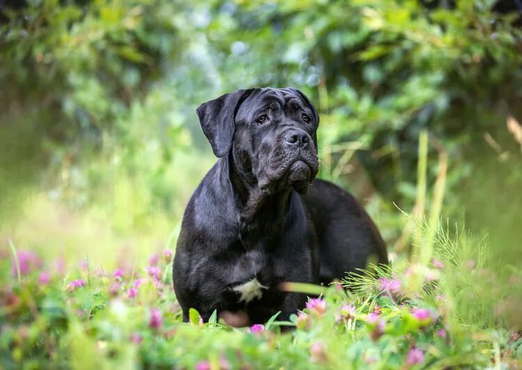 Каникорс щенок фото Cane Corso: Dog Breed Profile Cane corso, Hunde, Hunderassen