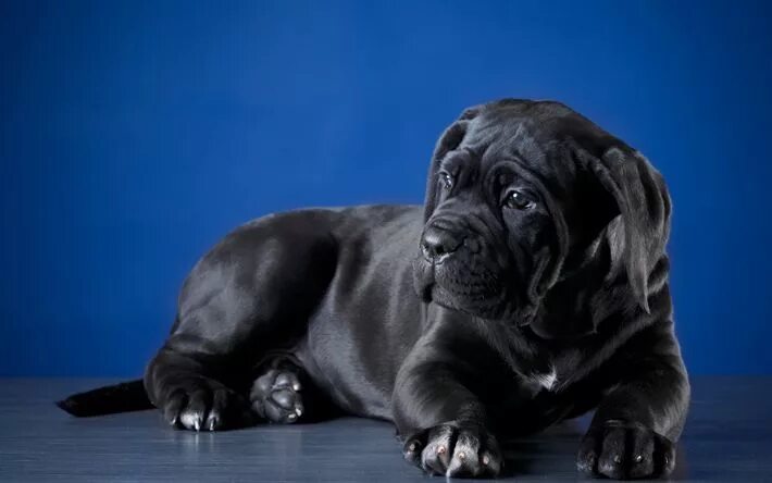 Каникорс щенок фото Download wallpapers Cane Corso, little black puppy, cute little dog, pets, dogs 