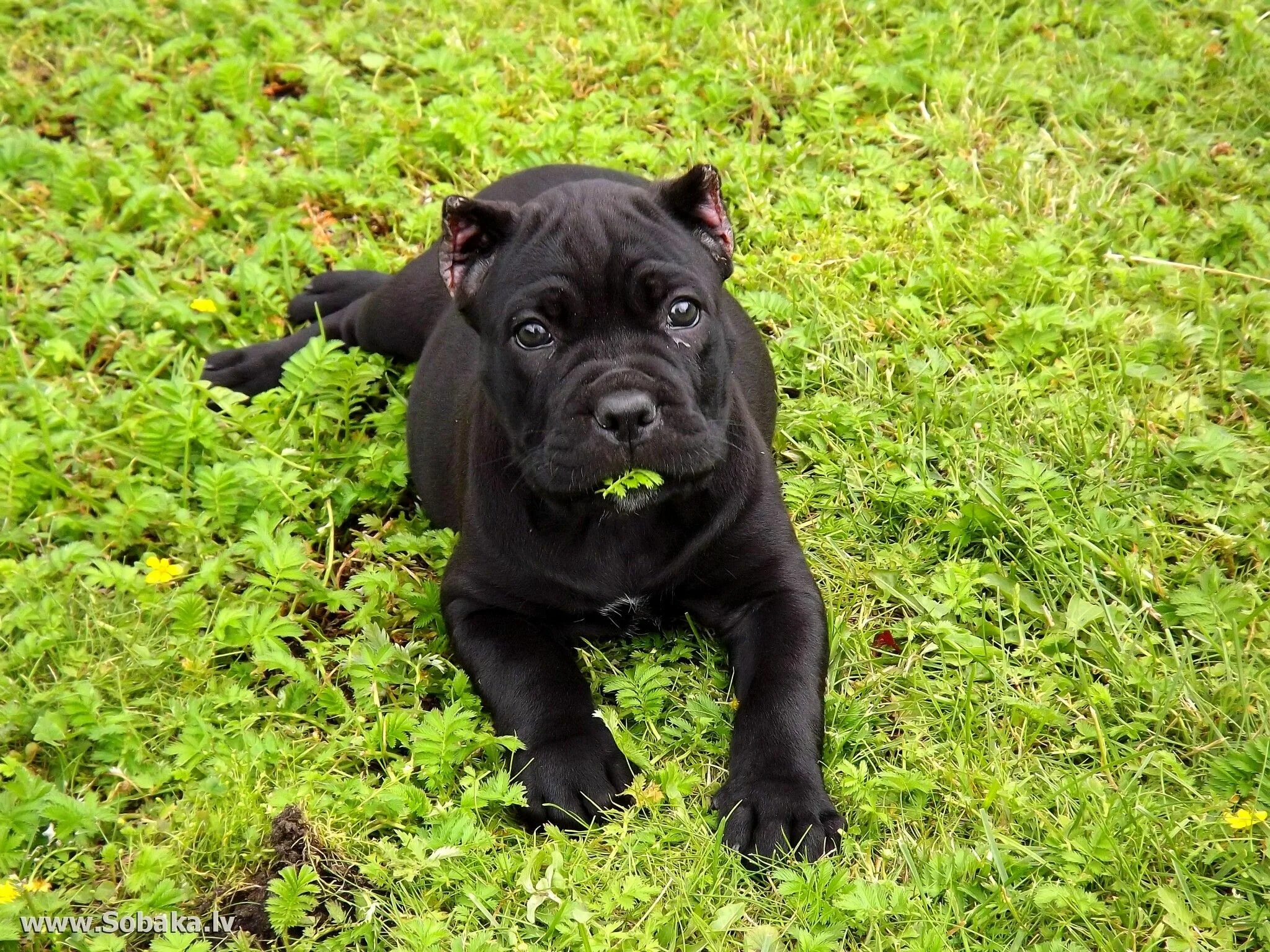 Каникорс щенок фото Pin on х Cane Corso