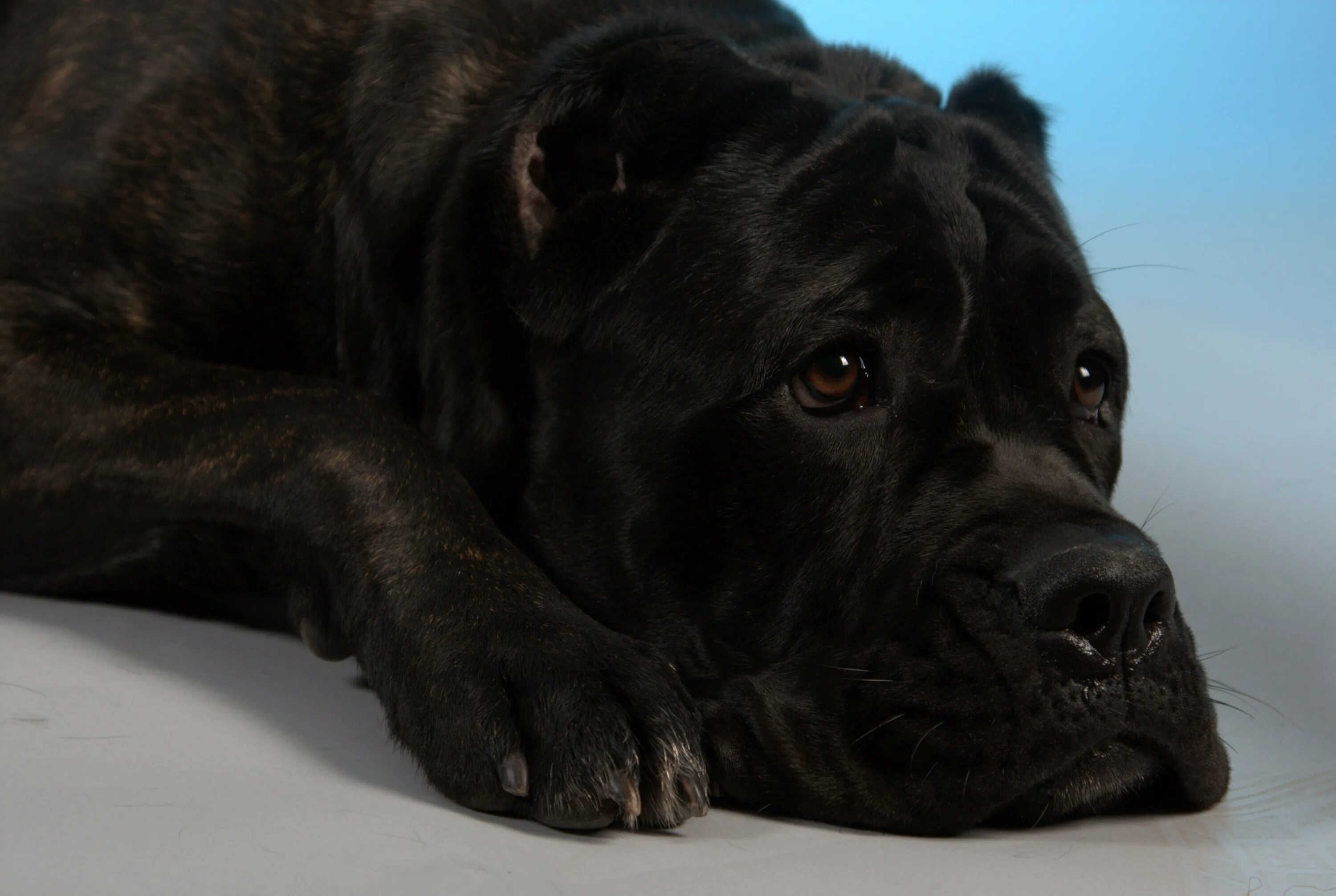 Каникорс собаки фото цена щенок в рублях Köpeklerde Kiraz Göz Hastalığı Nedir, Belirtileri Nelerdir? Petlebi