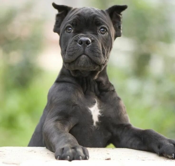 Каникорс собаки фото цена щенок в рублях Cane Corso puppy Cane corso puppies, Cane corso, Cane corso dog