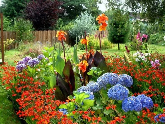Канна фото цветов на клумбе Landscaping-pictures.net Canna lily garden, Lily garden, Planting flowers from s