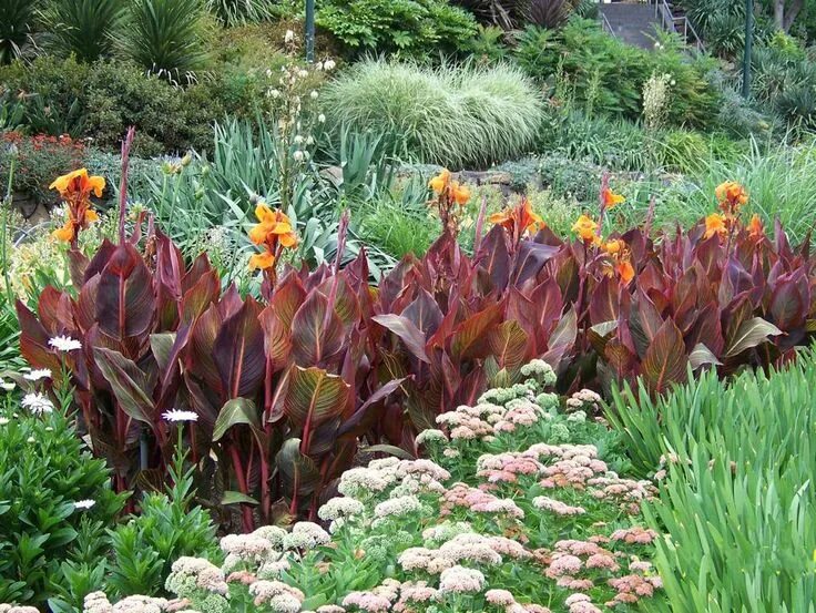 Канна фото цветов на клумбе Tropicanna at Alexandra Gardens, Melbourne, Australia