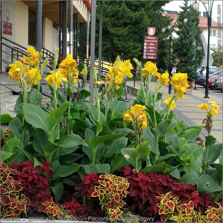 Канна фото цветов на клумбе Encyklopedia Roślin: Canna x generalis 'Picasso' - Paciorecznik ogrodowy Tuin id