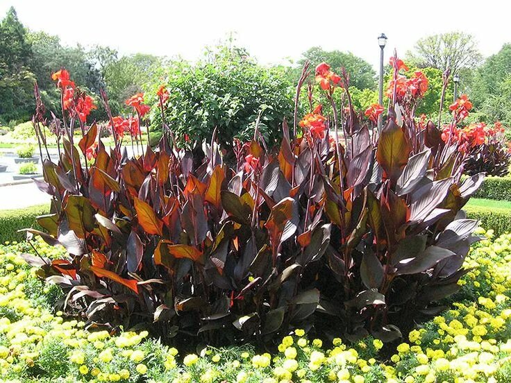 Канна фото цветов на клумбе Canna Australia (Bulbs) - Dark purple to near black leaves. Give your garden a t