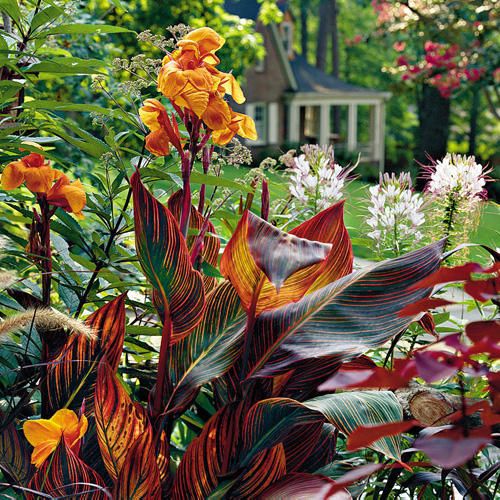 Канна в ландшафтном дизайне 16 Lawn-Free Landscaping Ideas That'll Convince You To Ditch the Mower Lawn free