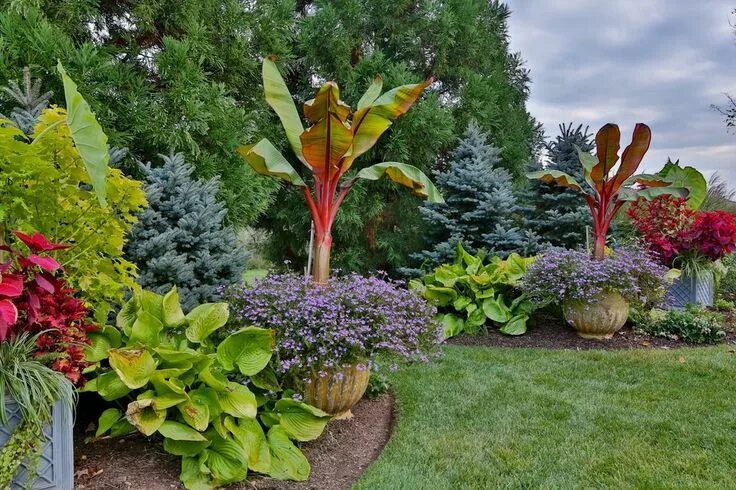 Канна в ландшафтном дизайне Marvelous Banana Tree Decorating ideas for elegant Pool Contemporary design idea