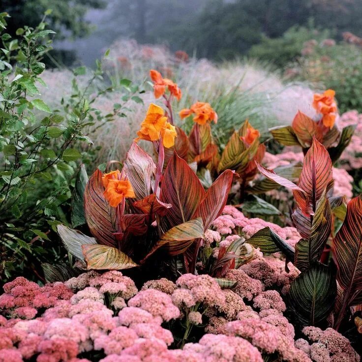 Канна в ландшафтном дизайне Canna Tropicanna Sedum, Easy to grow bulbs, Plant combinations