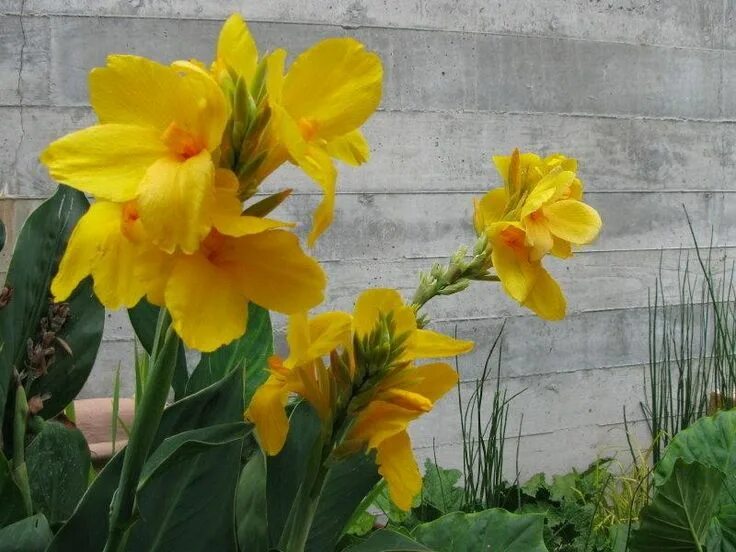 Канна желтая фото Canna Lily Richard Wallace (2- 3 Eyes Rhizome) Give your garden a tropical look-
