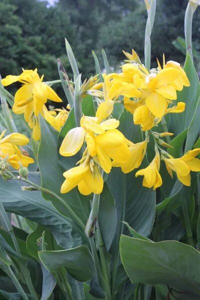Канна желтая фото Canna generalis Lemon Punch Planting bulbs, Canna lily, Planting flowers