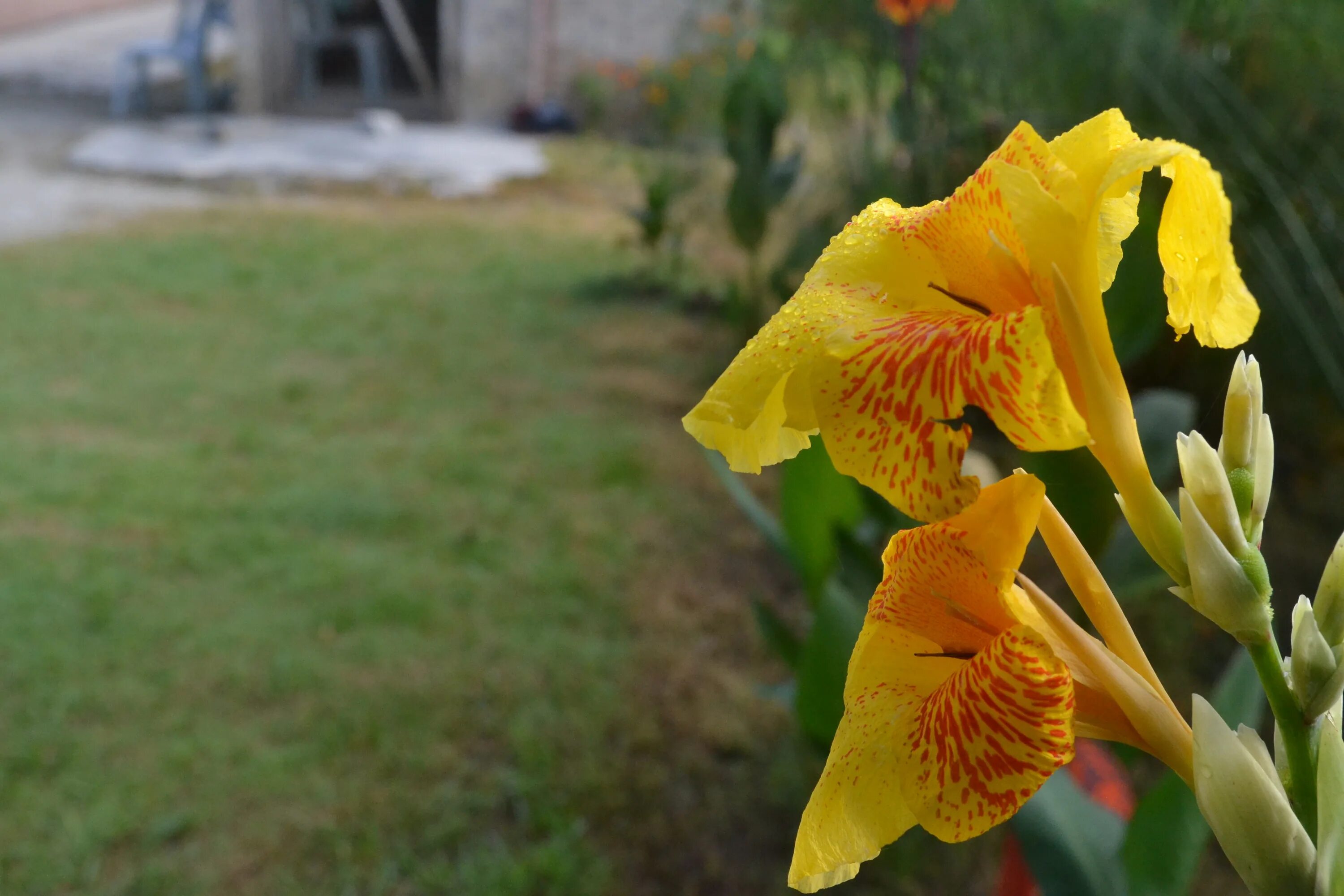 Канна желтая цветок фото Free Images : flower, botany, yellow, flora, iris, flowering plant, canna lily, 