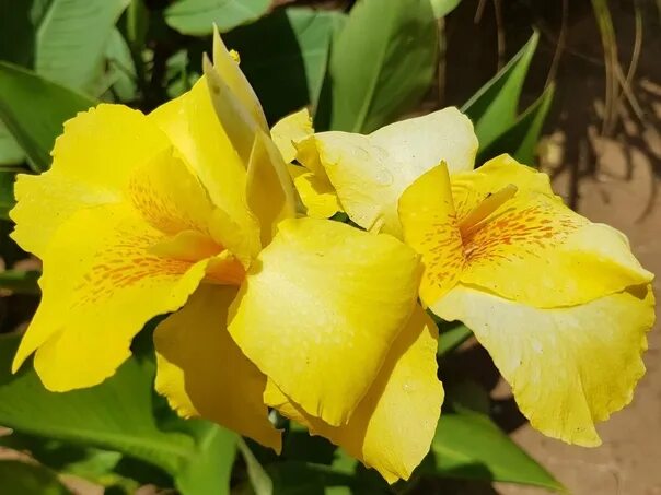 Канна желтая цветок фото Канна "Еллоу Хамберт" (Сanna 'Yellow Humbert') Среднерослый сорт с крупными ярко