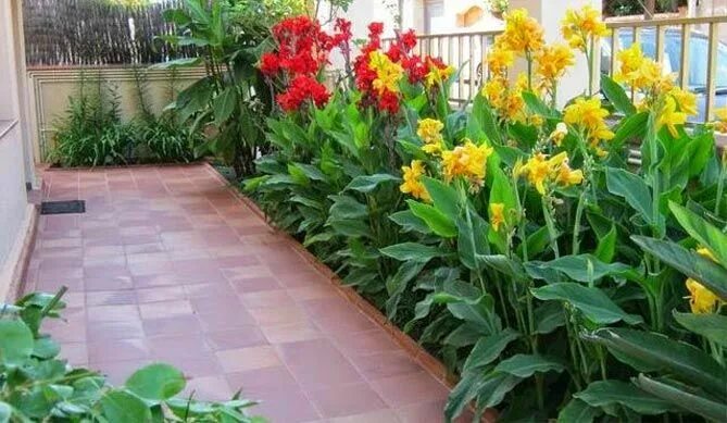 Канны фото на клумбе Канны - посадка и уход в открытом грунте Plantas tropicales, Patio tropical, Pla