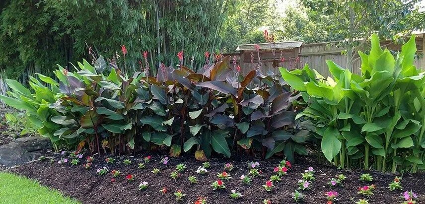 Канны фото посадка Canna Tropical landscaping, Growing plants, Plants