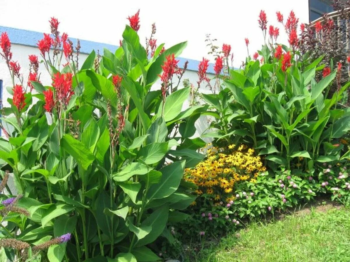 Канны фото цветов на клумбе 20+ Canna Lillys Heirloom! Tropical garden design, Tropical garden, Plants