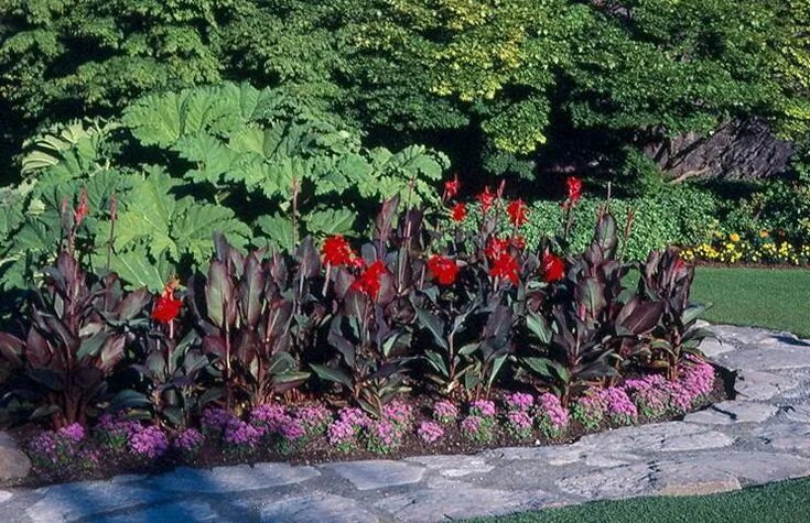 Канны фото цветов на клумбе Cannas used as a backdrop in a flower bed Lily plants, Plants, Hosta gardens