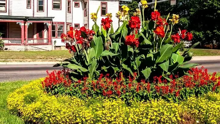 Канны фото цветов на клумбе Смотрите видео "Канна (Canna) описание, выращивание, посадка и уход. Программа P