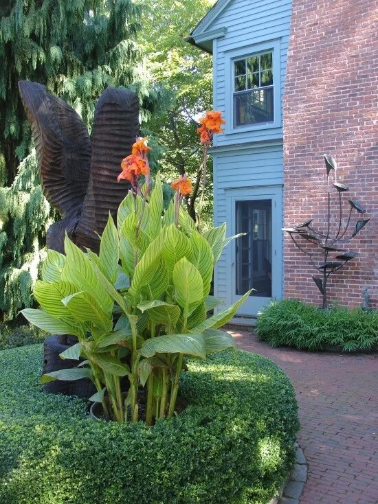 Канны на участке фото Lime green canna lilly Tropical landscaping, Tropical landscape design, Tropical