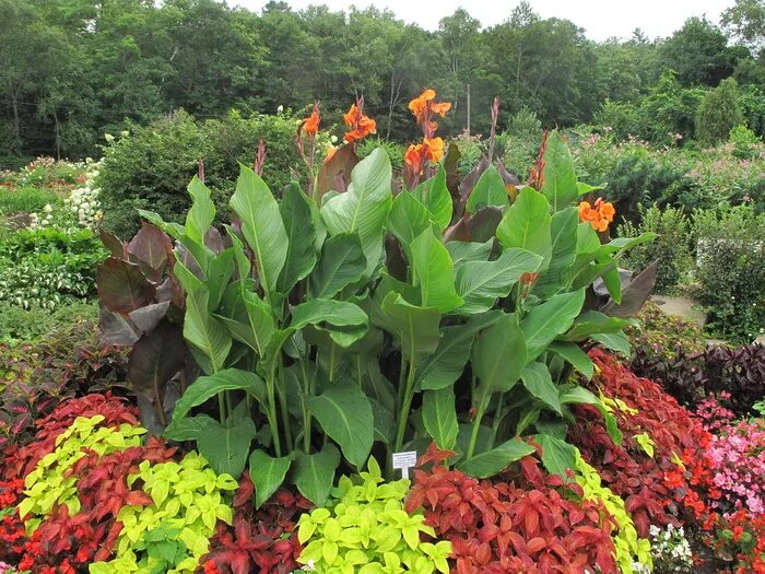 Канны на участке фото Canna indica - Image of an specimen - Plantarium
