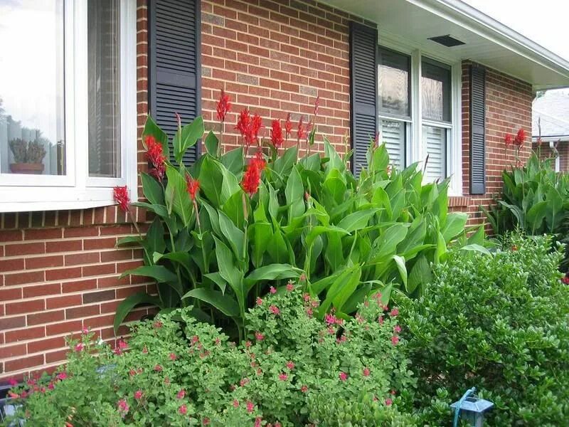 Канны на участке фото The Hummingbird Forum: Need suggestions for type of canna Indoor flowering plant