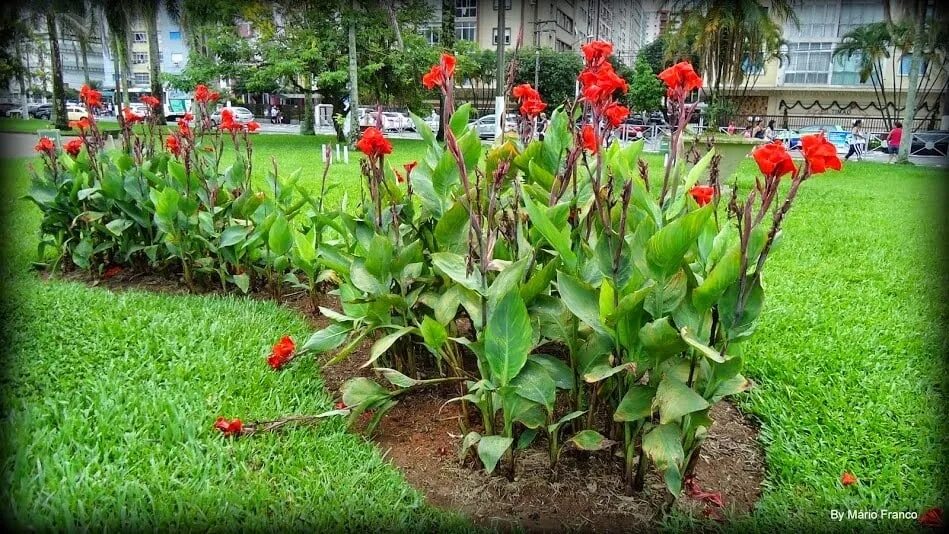 Канны на участке фото Оригинальность и изящество с долгим и продолжительном цветении создает неповтори