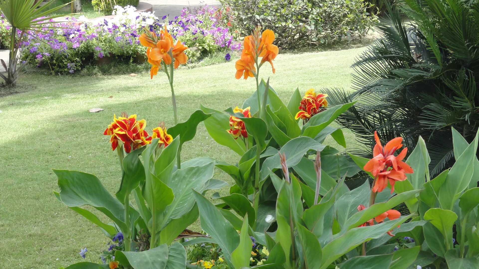 Канны на участке фото Terra farmer gardening and observing nature in India's north-east Page 2