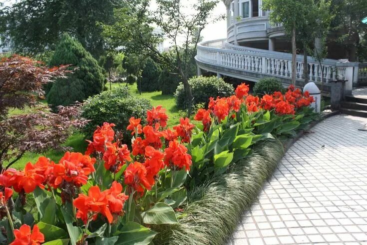 Канны на участке фото Colorful Canna Lily Plants For Your Garden Canna lily landscaping, Canna lily, L