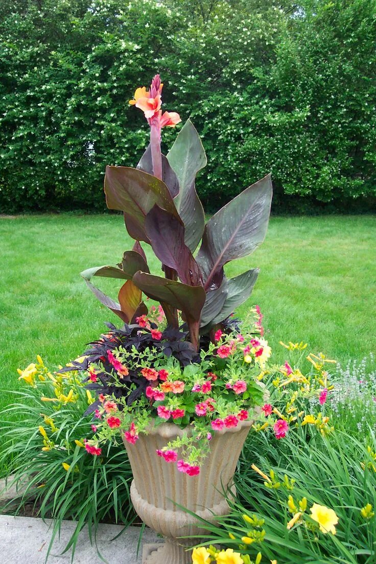 Канны на участке фото canna container - Google Search Canna lily garden, Lily garden, Container garden