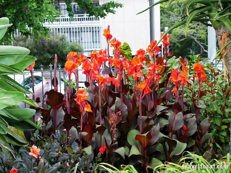 Канны посадка и уход фото Albert Park, Auckland Landscaping plants, Plants, Albert park