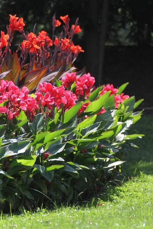 Канны посадка и уход фото Canna lily landscaping, Canna lily garden, Lily garden
