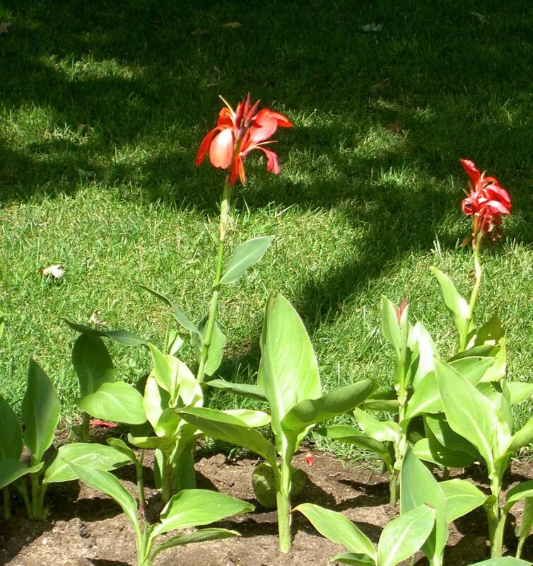 Канны посадка и уход фото Garden Flowers Canna Lily, Indian shot plant Canna photo, cultivation and mainte