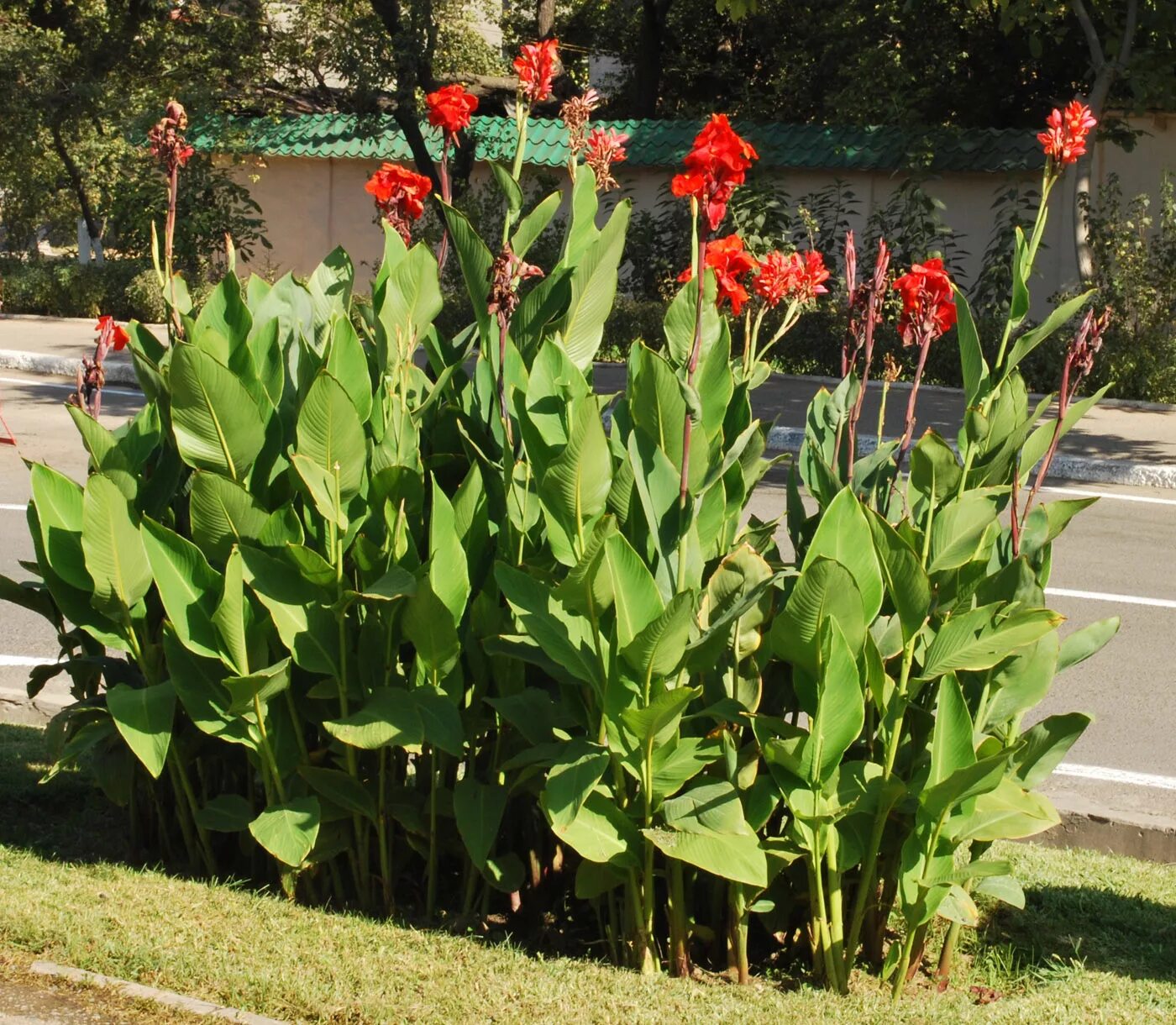 Канны посадка и уход фото Canna indica - Image of an specimen - Plantarium
