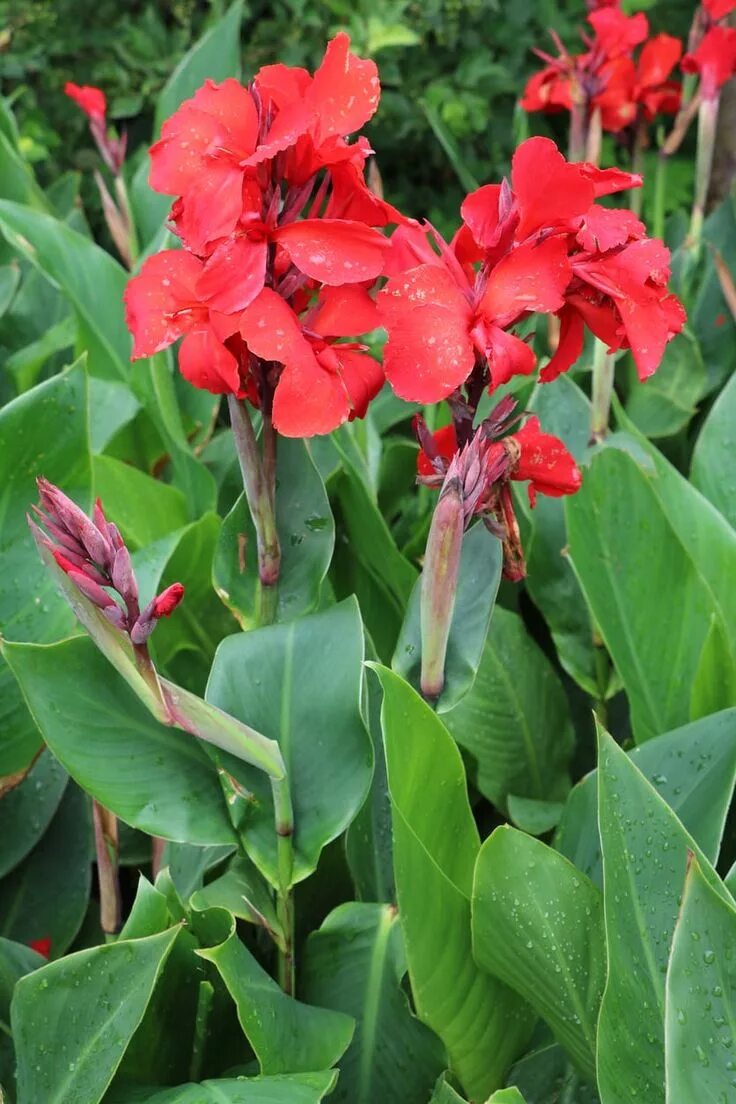 Канны посадка и уход фото Why Won’t My Cannas Bloom - What To Do When Your Canna Will Not Flower Canna lil
