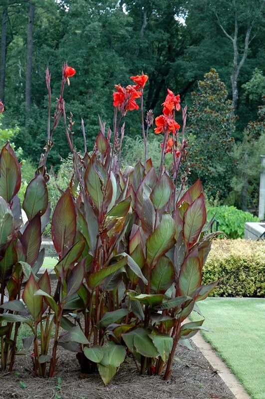 Канны посадка и уход фото Australia Canna (Canna 'Australia') in Sheboygan Falls Kohler Oostburg Plymouth 