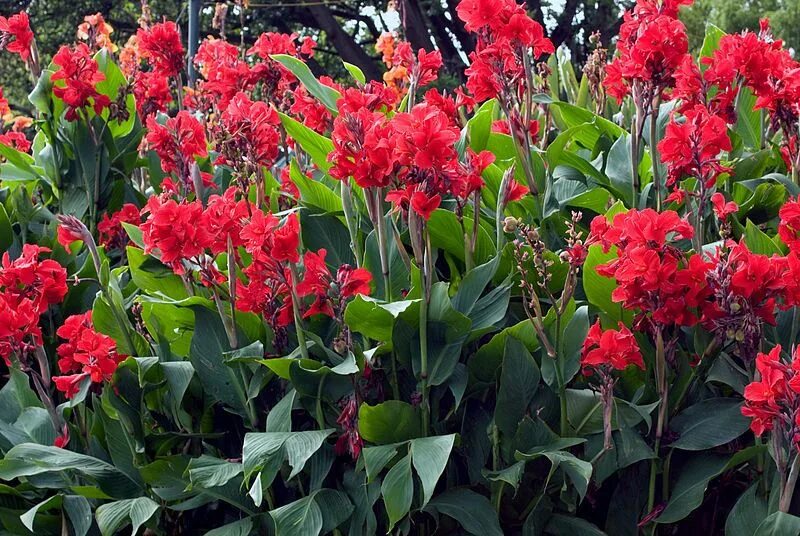 Канны садовые фото Pin by 퐁이 김 on spring in 2024 Canna lily, Lily flower, Flowers