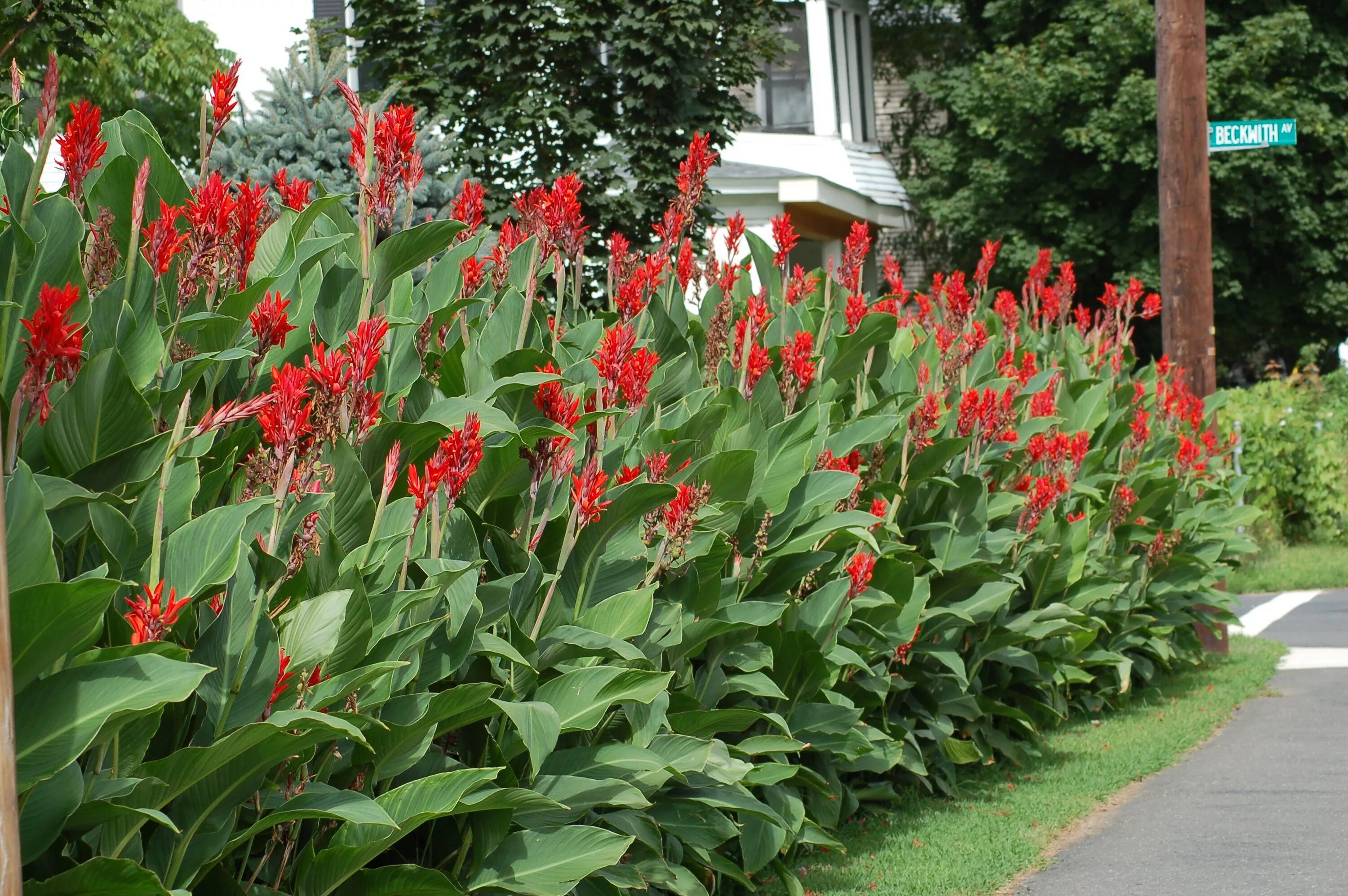 Канны садовые фото How to Store Canna Bulbs for Winter Canna bulbs, Canna lily landscaping, Garden 